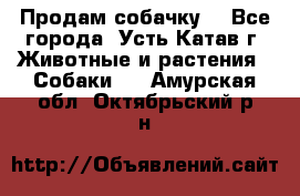 Продам собачку  - Все города, Усть-Катав г. Животные и растения » Собаки   . Амурская обл.,Октябрьский р-н